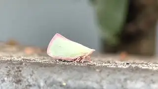 Pink Planthopper (Genus Colgar) (2022-12-06)