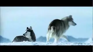 a bird hunt of the dogs (extract from Eight below)