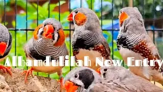 How to setup a breeding cage and nest for Finches 🐦✨👍