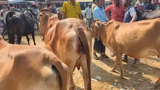 আজ ০৪/০২/২০২৬ || গাভিন গরুর ভিডিও দাম দর সোনাইচন্ডী হাট চাপাইনবয়াবগঞ্জ জেলা #গরুর_হাট 