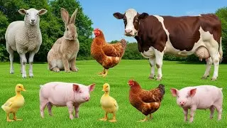 Animal Sounds at the Farm: Dog, Cat, Cow, Sheep, Goat, Pig, Chicken