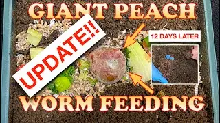 4000 Red Wigglers Vs Whole Peach Update!! + Hurricane update | Vermicompost Worm Farm