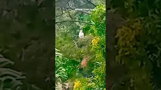 NATURE TEAM 🇿🇦African crowned eagle or crowned hawk-eagle @EleenVorster #hawk #birds #eagles