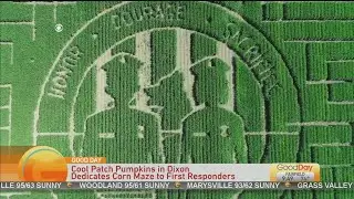 Cool Patch Pumpkins