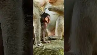 #cute #babymonkey  #monkeyangkor