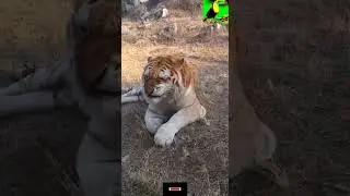 Tiger with Influenza Infection | Influenza In Tiger | RTD Scenes. #shorts #tiger #influenza