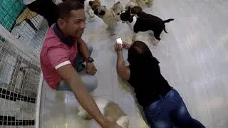 Pawsome Dogs