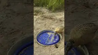 Creative DIY Quail Bird Trap Using U-90 Bottle - #Video Shorts