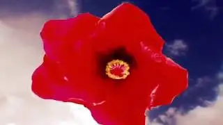 Clovis Ramsay - Flower
