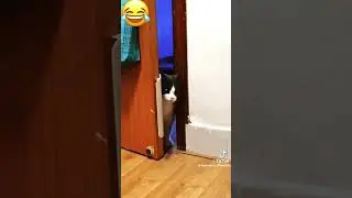 #gatosanimados