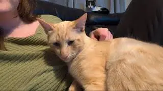 Foster Kittens & Resident Cats Being Adorable Together ❤️