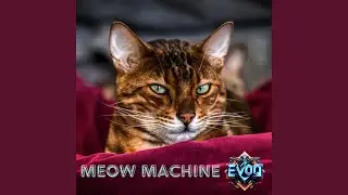 Meow Machine