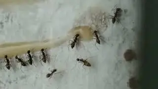10 hours of ant feeding experiments 