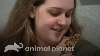 Revisi&oacute;n veterinaria de un gecko leopardo | Dr. Jeff, Veterinario | Animal Planet Latinoam&eacute;rica