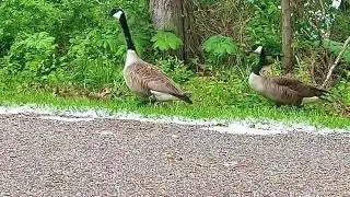 Mr & Mrs Goose with 3 babies