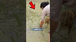 From Field to Plate: A Beautiful Journey of Rice Production! 😱