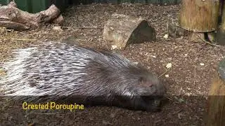 Axe Valley Wildlife Park (27th June 2017)