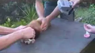 Ed the Red Panda gets microchipped