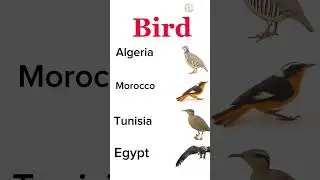 Algeria vs Morocco vs Tunisia vs Egypt | country comparison #vstime #shorts