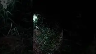 lagi banjir iseng-iseng cari ikan malam hari