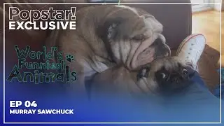 World's Funniest Animals | S1E4 | Murray SawChuck
