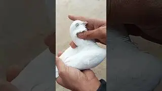 high flyer pigeon #kabootarvideos #shorts #shortsfeed #viral