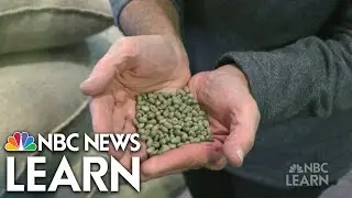 Daily Grind: Sustainable Coffee Farming