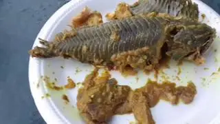 Curry fish? Taste TEST: armored catfish (cascadoo, Hassa)