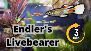 In Just 3 Minutes ULTIMATE Care Guide: Endler's Livebearer