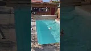 Chicken Enjoying Its Day and Swimming in a Pool