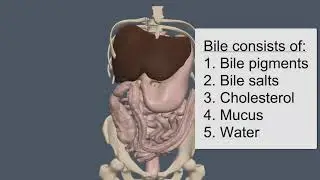 Bile: Composition, Function, and Regulation of Secretion