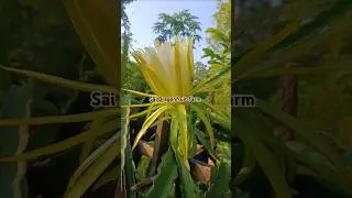 Sai Dragonfruit Farm #dragonfruit_farming #jashipur #odisha #floweringplants #farming #agriculture