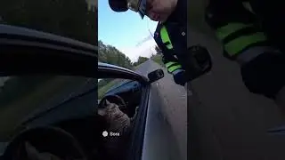 Кот и ДПС 😁 Полиция лапы и хвост #прикол #cat #funny #police