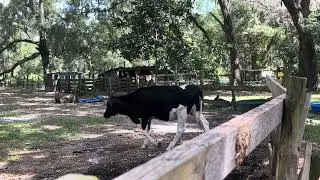 Farm animals asmr #farming #animals #cows #pigs #chickens 