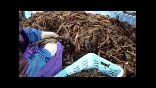 Rare clips of harvesting kelp, a sea weed called wakame in North Japan- Tsunami Disaster Areas