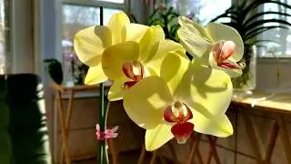 Tips and recommendations for growing orchids in full water culture.