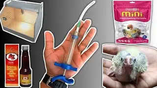 Small conure ko Hand Tame Kaise Kare is Video Ko Pura dekhe💪