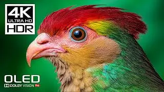 Best Dolby Vision 4K HDR Video ULTRA HD 120fps - Relaxing Music for Stress Relief
