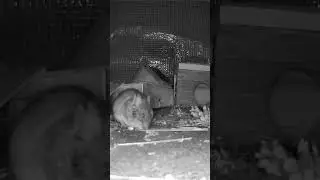 Creatures of the night love to snack! #garden #pets #wildlife #wildanimals #nature #forest #curious