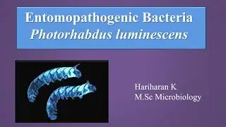 Entomopathogenic bacteria - Photorhabdus luminescens