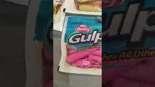 Gulp for Striped Bass and Fluke  Fishing Berkley Gulp Baits