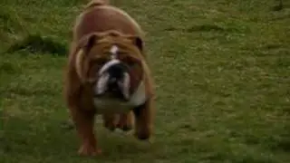 Adult English Bulldog Running in slow motion