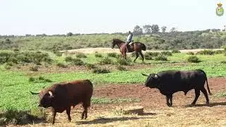 Presentaci&oacute;n Toros de la  IV Corrida Ben&eacute;fica Villaseca de la Sagra