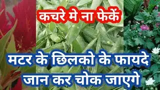 मटर के छिलको को कचरे मे ना फेके / बनाऐ फ्रि की खाद / 