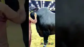 Biggest Black Bulls || Pakistani Mandi || Huge Cow || Bull Lovers BD #big_bulls#bull_lovers_bd#viral