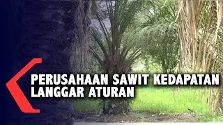 Langgar Aturan Ketenagakerjaan, Lima Perusahaan Sawit di Bengkayang Disanksi Pidana