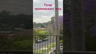 Topknot pigeon хохлатый голубь- редкий гость в городе.Кочевник, акробат, красавец,однолюб #птицы