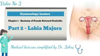Labia Majora Anatomy | Female External Genitalia Explained | Part 2 | Gynecology Lecture
