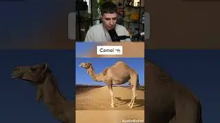 ЖИВОТНЫЕ ПОСЛЕ БЕШЕНСТВА 🤯😱