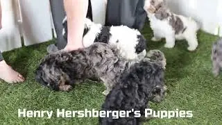 0Henry Hershberger's Cavapoo Puppies B